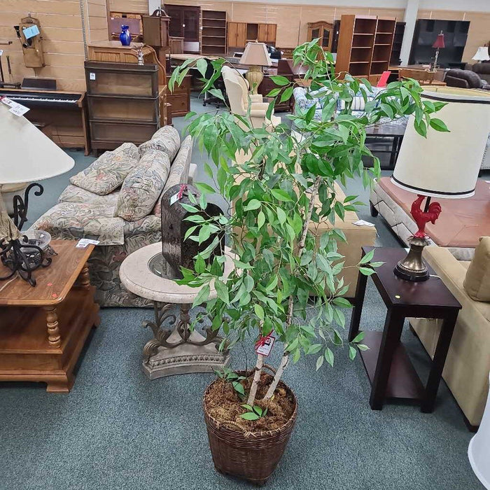 SILK TREE AS