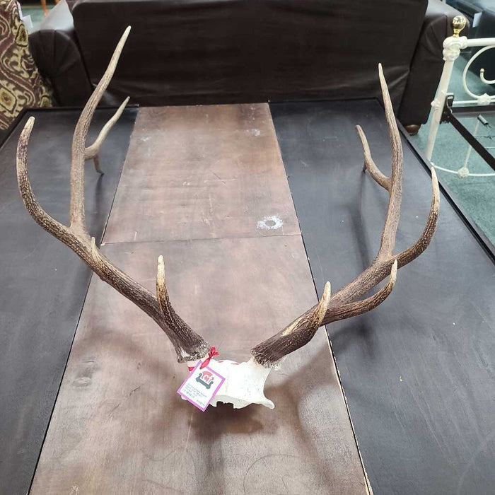 BULL ELK SKULL MOUNT TLH