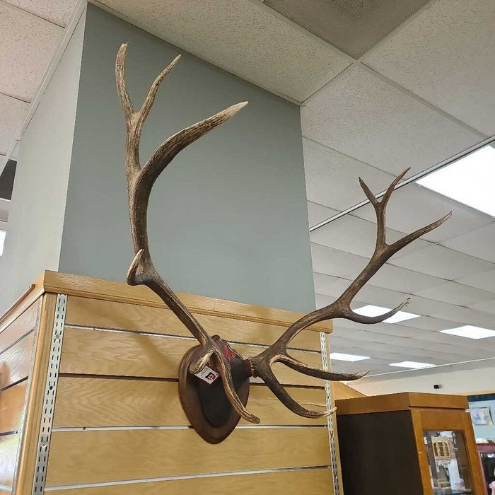 BULL ELK SKULL MOUNT TLH