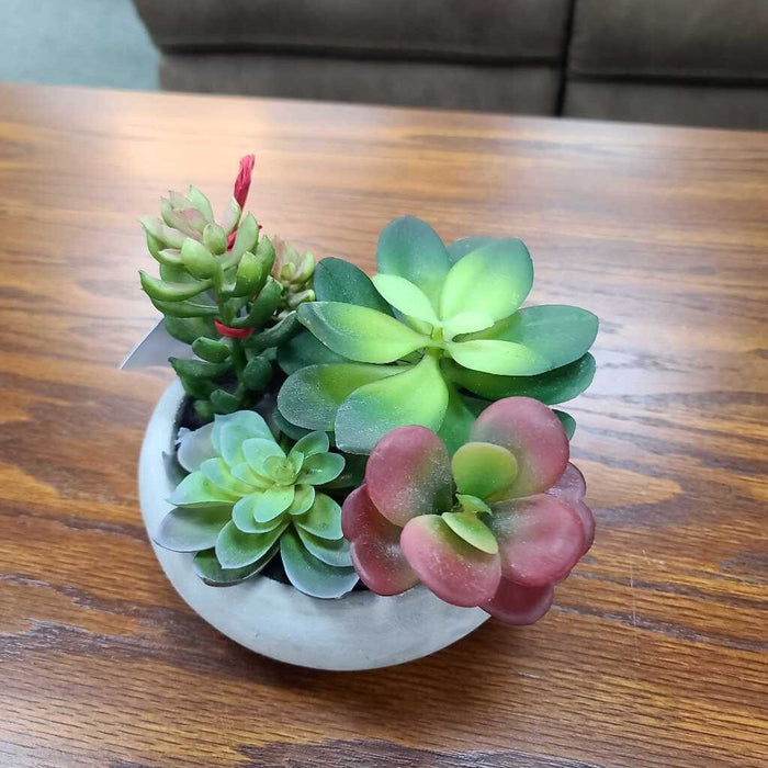 SILK PLANT K