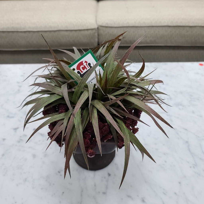 SILK PLANT K