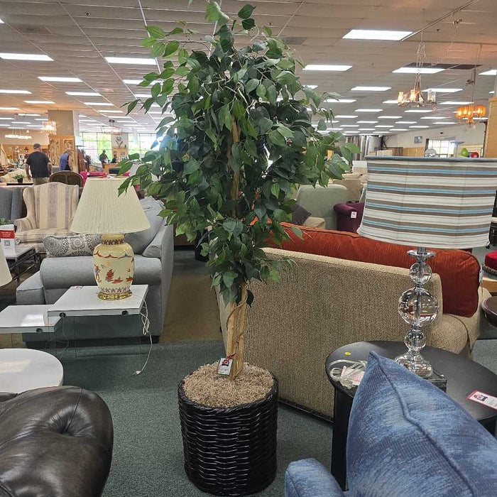 SILK FICUS IN BASKET TB