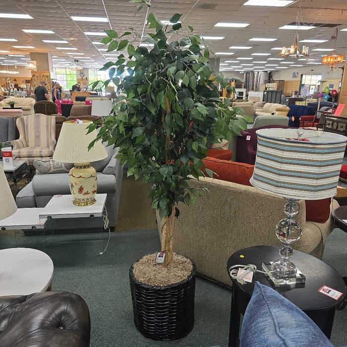 SILK FICUS IN BASKET TB