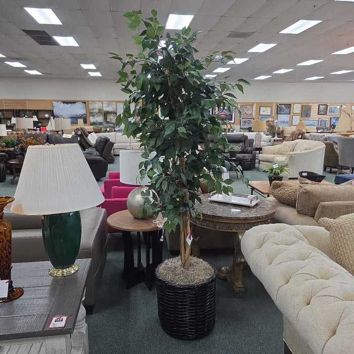 SILK FICUS IN BASKET TB