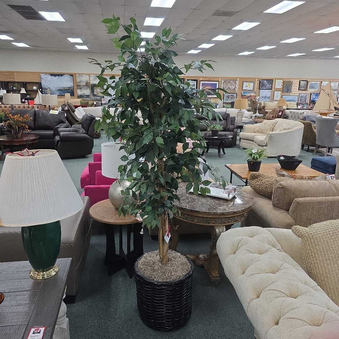 SILK FICUS IN BASKET TB