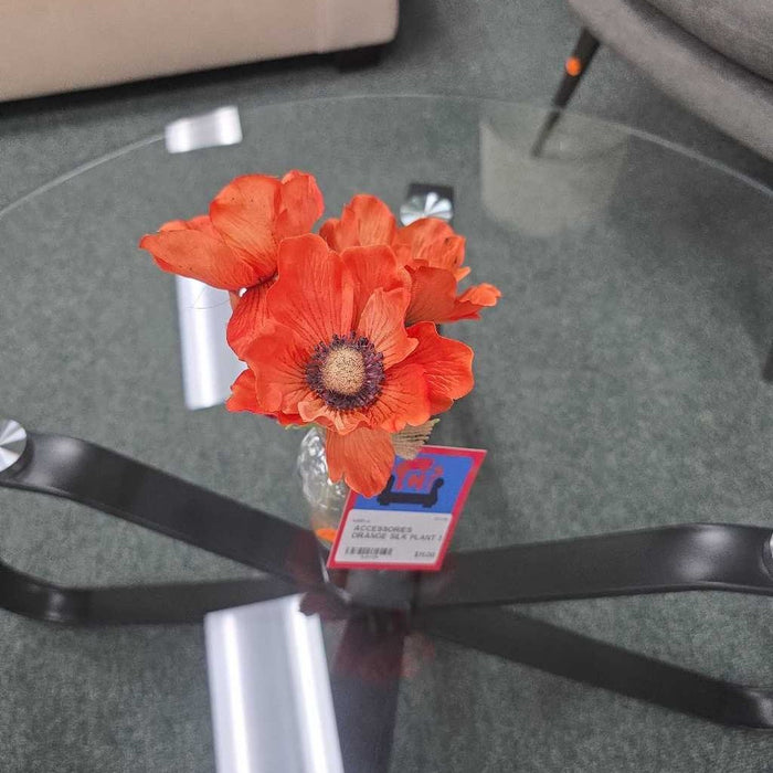 ORANGE SILK PLANT S