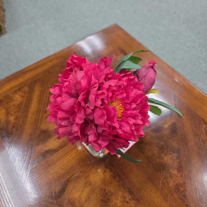 RED SILK PLANT S