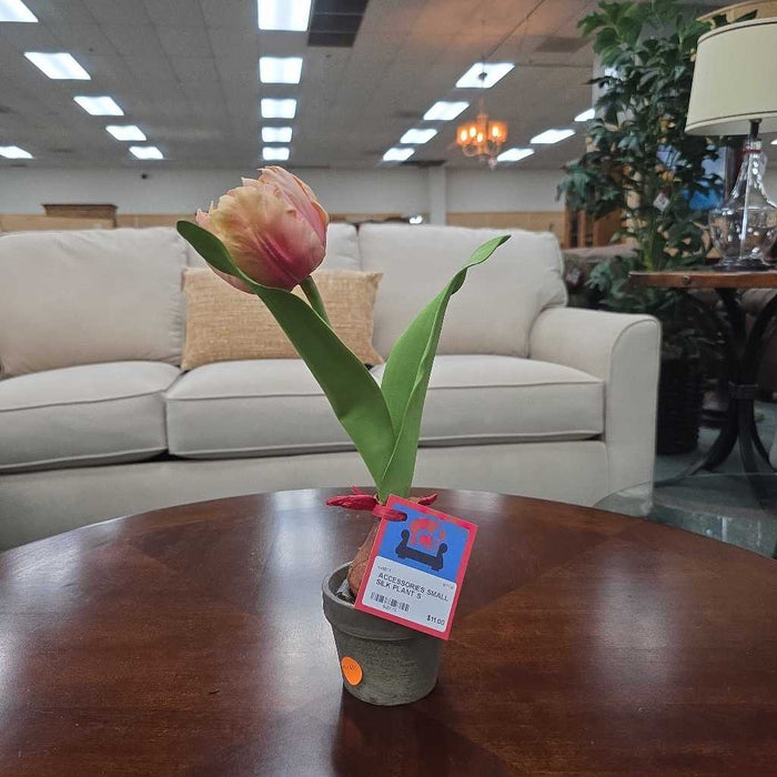 SMALL SILK PLANT S