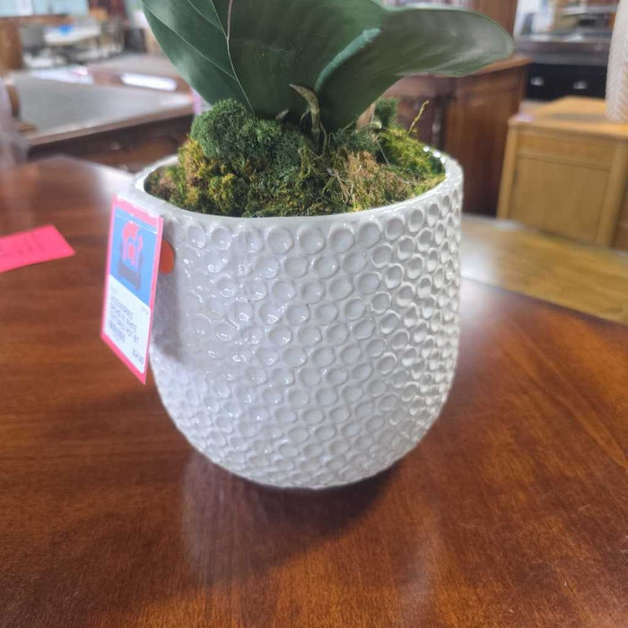 ORCHID IN WHITE TEXTURED POT BT