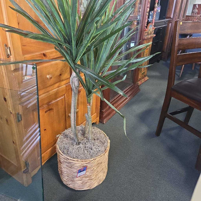 SHORT PALM IN BASKET AT
