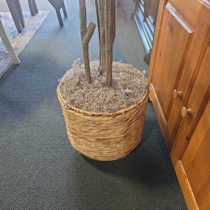 SHORT PALM IN BASKET AT