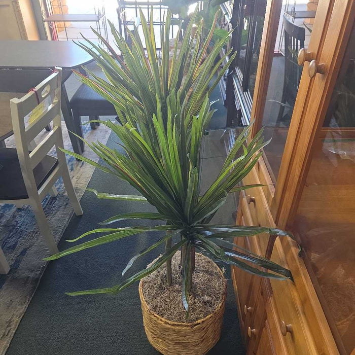 SHORT PALM IN BASKET AT