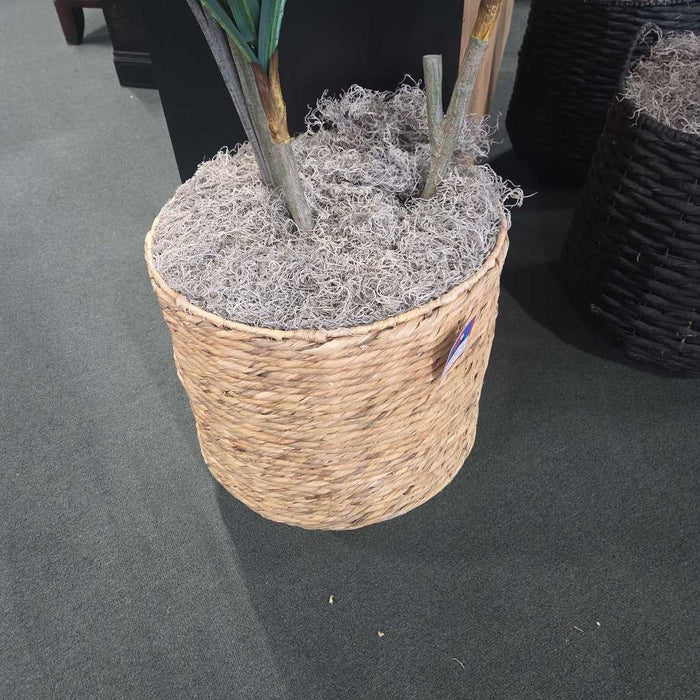 TALL PALM IN BASKET SK