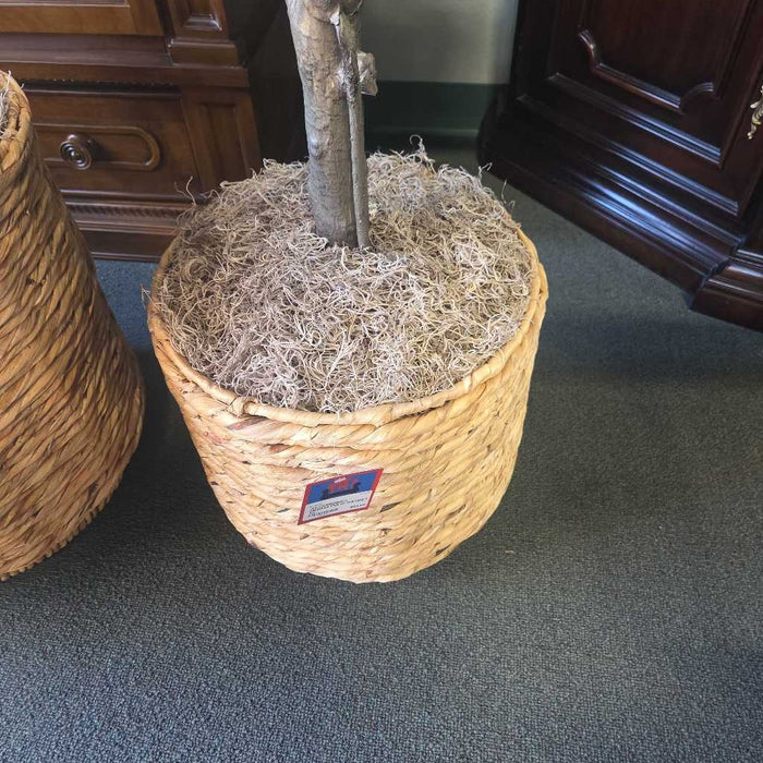 MEDIUM FIG IN BASKET KL