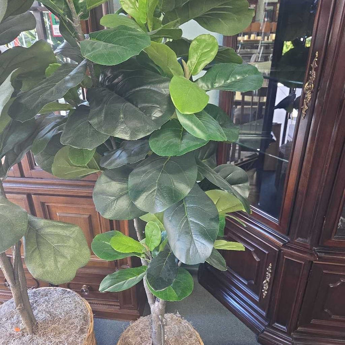 MEDIUM FIG IN BASKET KL
