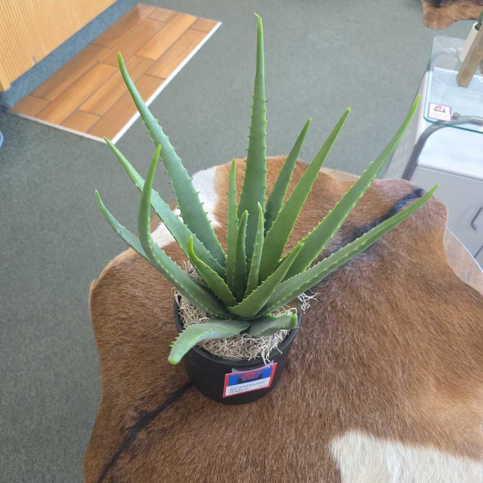 SMALL SILK ALOE IN BLACK POT A