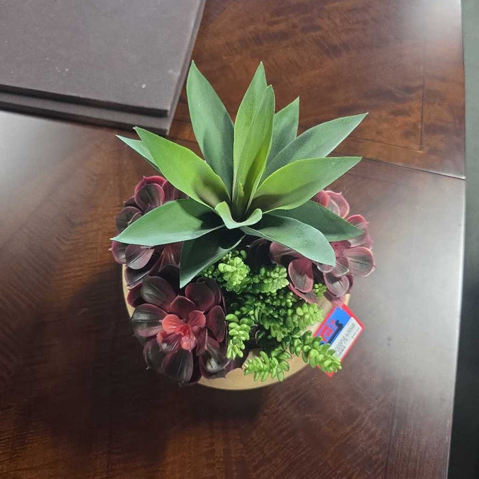 LARGE SUCCULENT IN ROUND WOOD POT LS