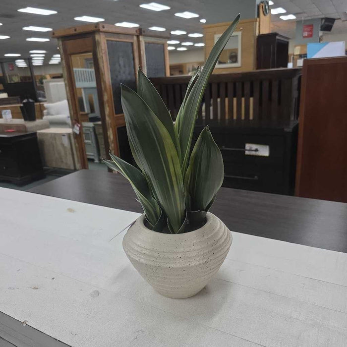 SNAKE PLANT IN WHITE POT BA