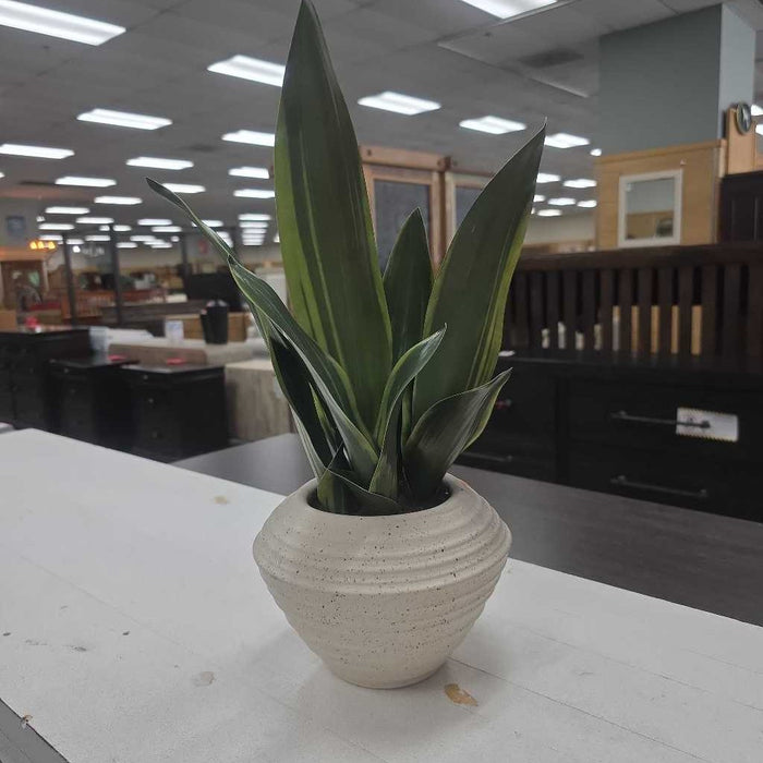 SNAKE PLANT IN WHITE POT BA