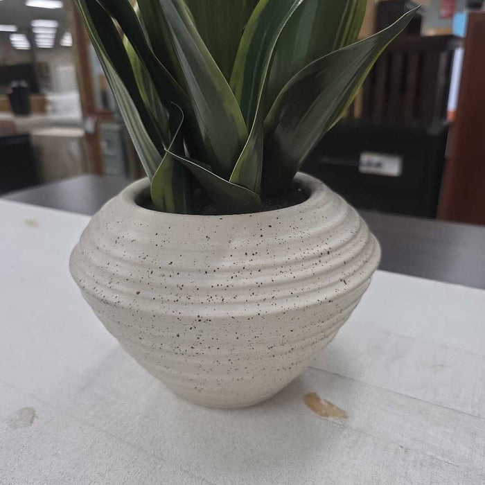 SNAKE PLANT IN WHITE POT BA