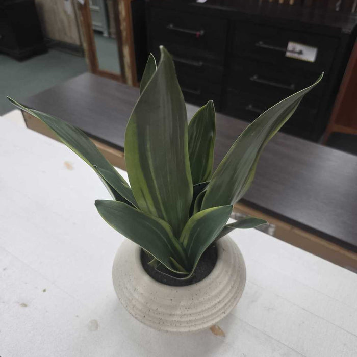 SNAKE PLANT IN WHITE POT BA