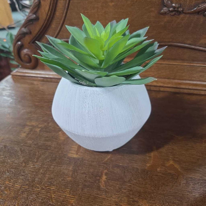 SMALL SUCCULENT IN TEXTURED WHITE POT S