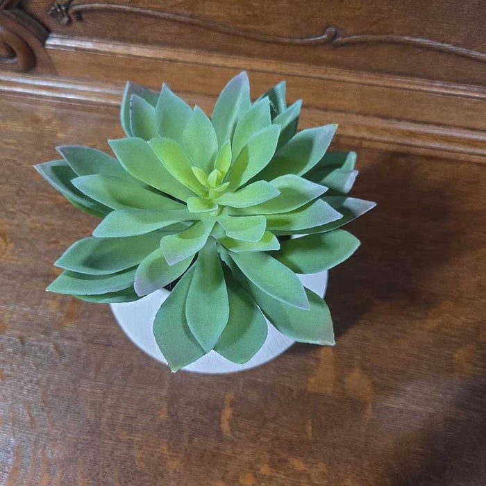 SMALL SUCCULENT IN TEXTURED WHITE POT S