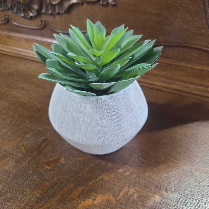 SMALL SUCCULENT IN TEXTURED WHITE POT S