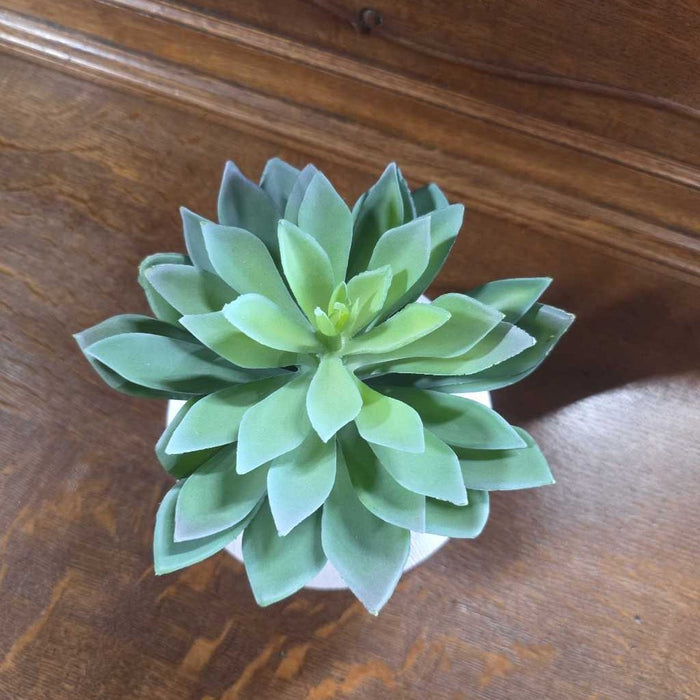 SMALL SUCCULENT IN TEXTURED WHITE POT S