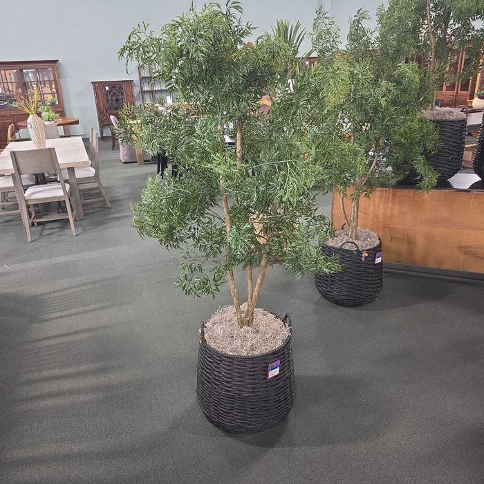 LARGE SILK TREE IN BLACK BASKET TM