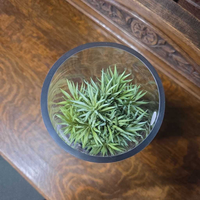 SUCCULENT IN LARGE GLASS CYLINDER BT