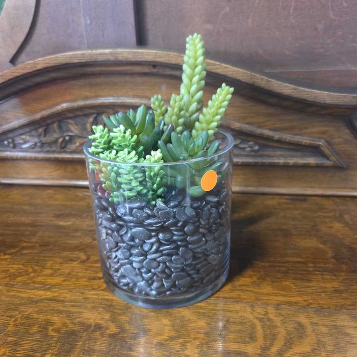 SUCCULENT IN SMALL GLASS CYLINDER BA