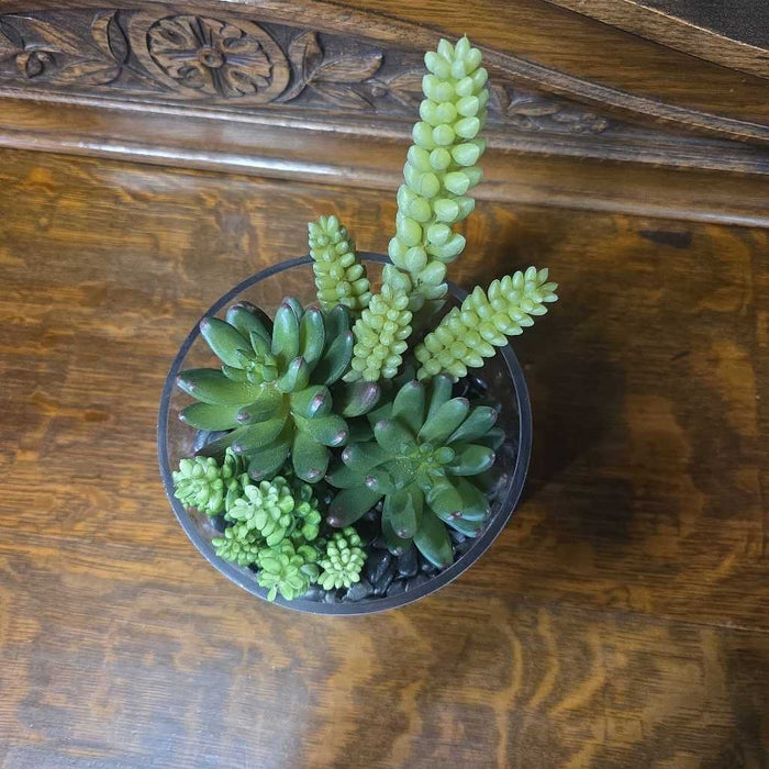 SUCCULENT IN SMALL GLASS CYLINDER BA