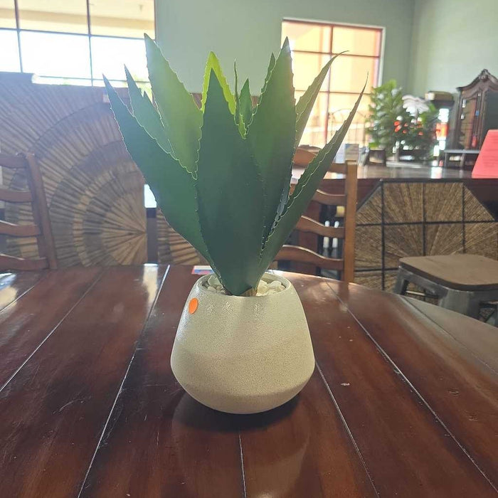 ALOE WHITE ROCK IN WHITE POT S