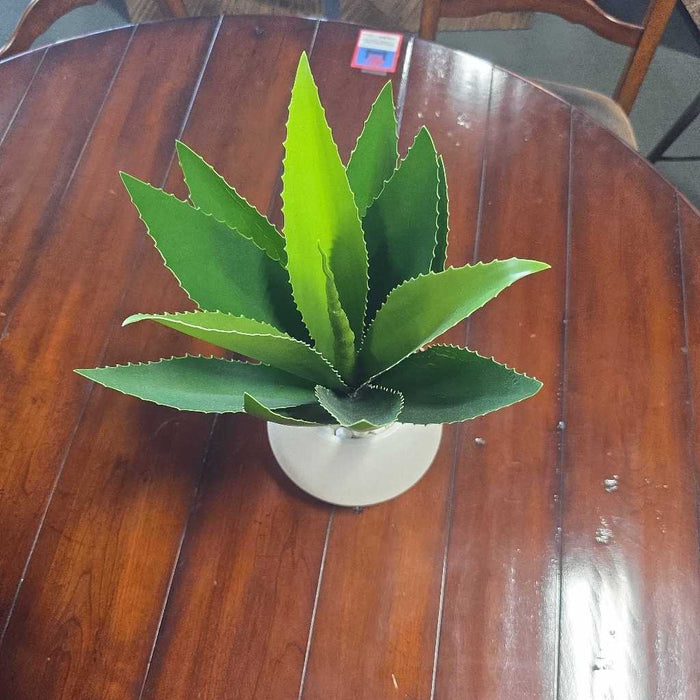 ALOE WHITE ROCK IN WHITE POT S