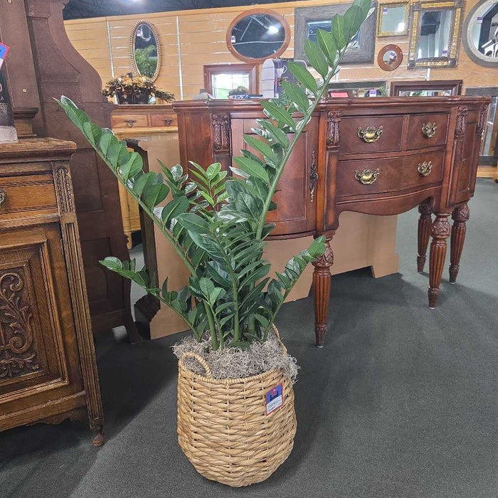 ZZ PLANT IN BASKET AT