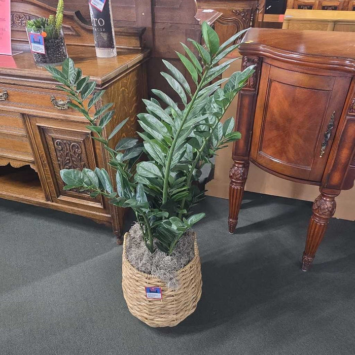 ZZ PLANT IN BASKET AT