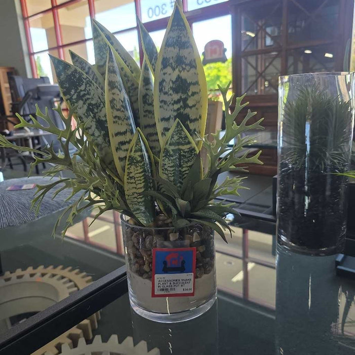 SNAKE PLANT & SUCCULENT IN GLASS POT BT