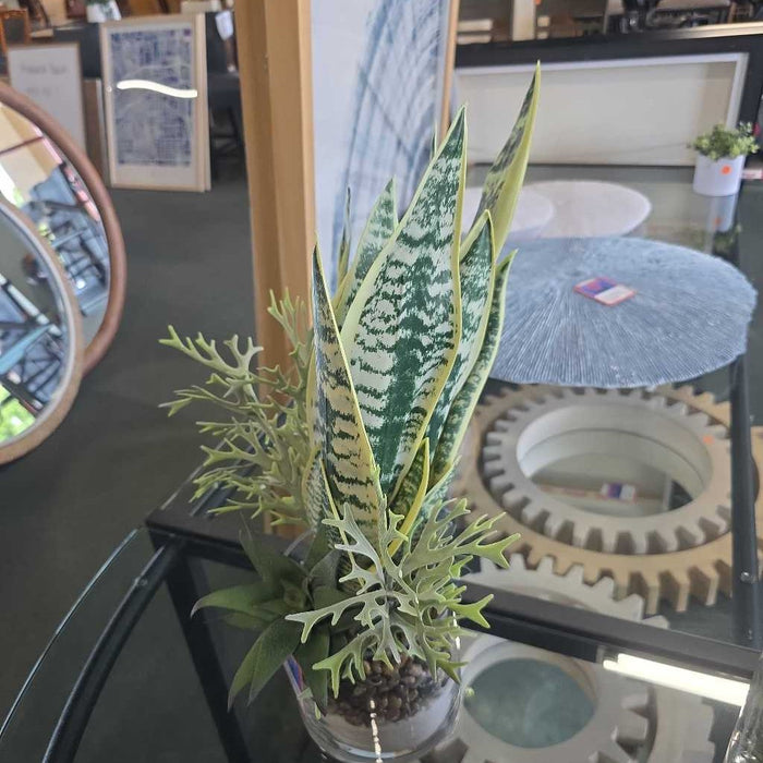 SNAKE PLANT & SUCCULENT IN GLASS POT BT