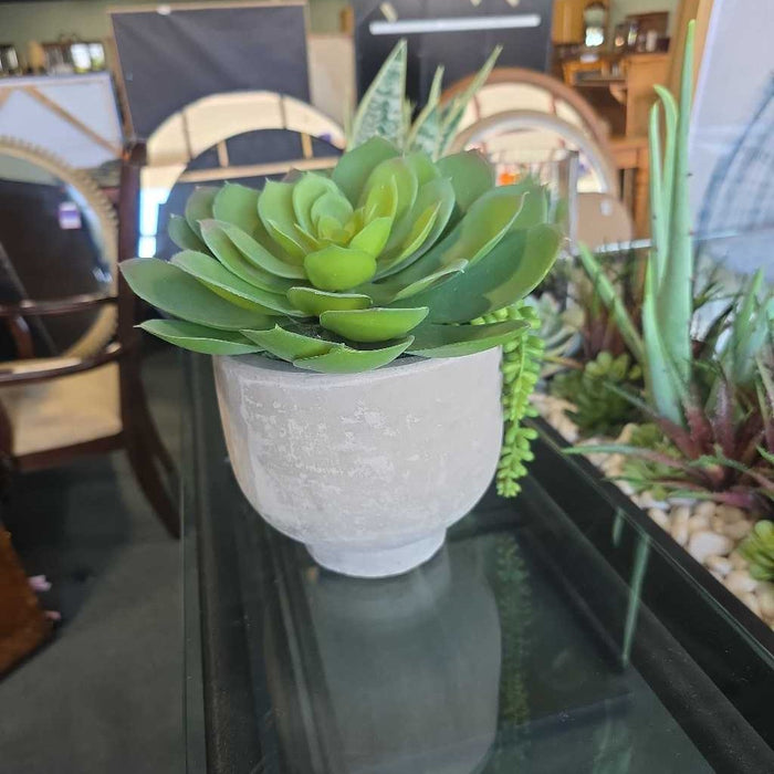 SMALL SUCCULENT IN CONCRETE POT BA