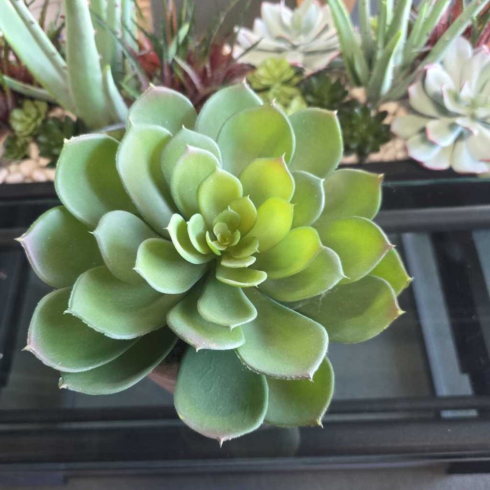 SMALL SUCCULENT IN CONCRETE POT BA