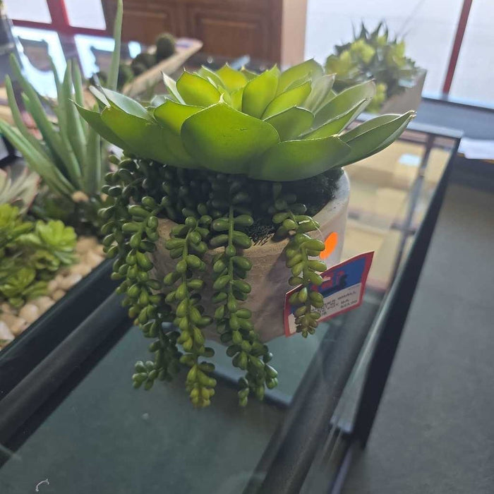 SMALL SUCCULENT IN CONCRETE POT BA