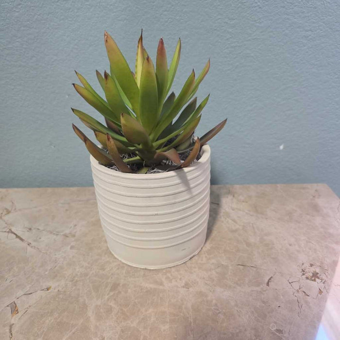 SUCCULENT IN LIGHT YELLOW POT S