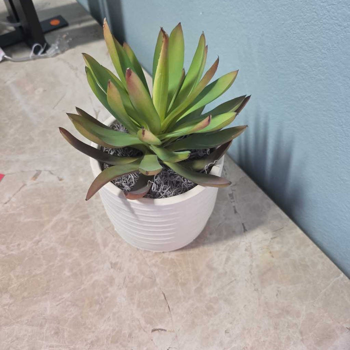 SUCCULENT IN LIGHT YELLOW POT S