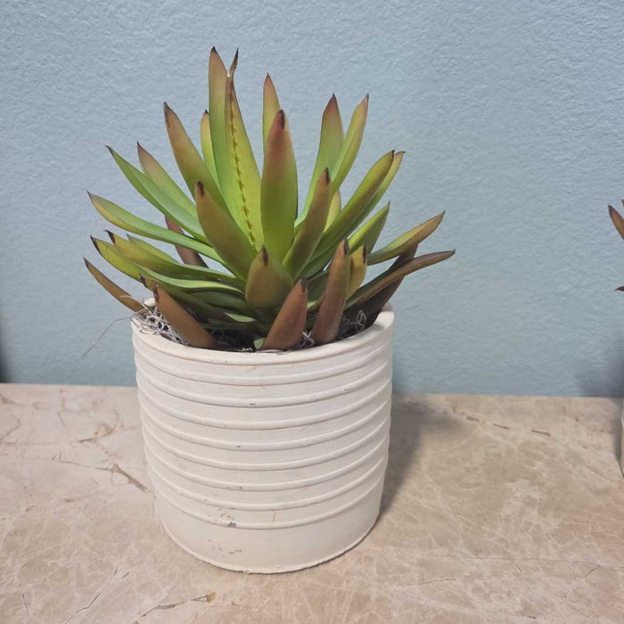 SUCCULENT IN LIGHT YELLOW POT S