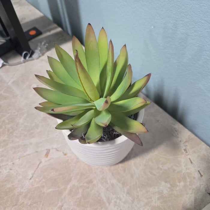 SUCCULENT IN LIGHT YELLOW POT S