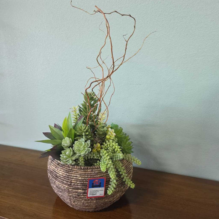 LARGE SUCCULENT IN BASKET AT