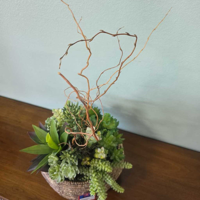 LARGE SUCCULENT IN BASKET AT