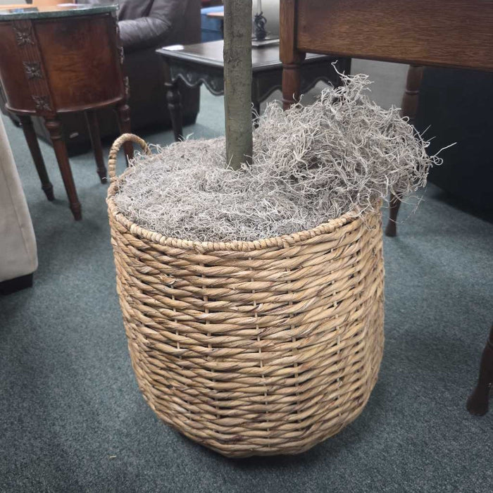 LARGE FIG IN TAN BASKET SK