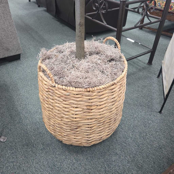 LARGE FIG IN TAN BASKET SK